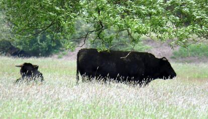 Dos vacas en libertad en Deszczno (Polonia). 