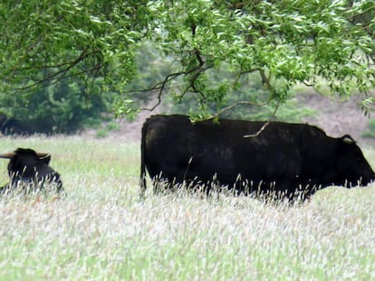 Dos vacas en libertad en Deszczno (Polonia).