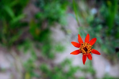 Una flor en la Reserva de Mbaracayú (Paraguay).