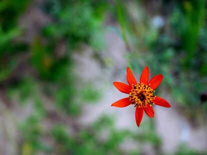 Una flor en la Reserva de Mbaracayú (Paraguay).