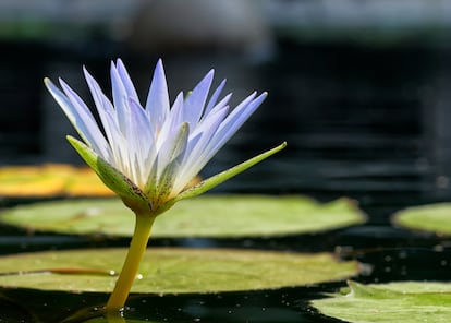 La flor del apodado nenúfar azul.