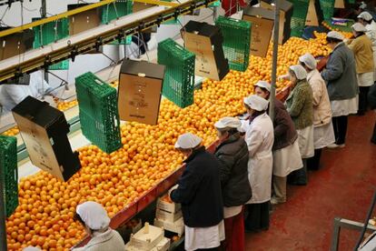 Mandarinas siendo seleccionadas y envasadas en una planta de Valencia.