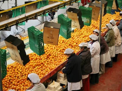 Mandarinas siendo seleccionadas y envasadas en una planta de Valencia.