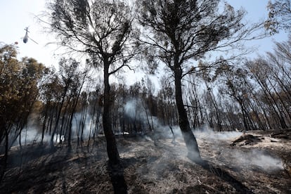 Área afectada por el incendio en Carcastrillo (Navarra), el lunes.