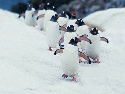 Un grupo de pingüinos papúa, en Faunia.