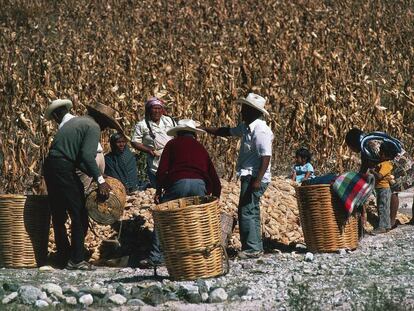 Agricultores de Oaxaca durante la cosecha.