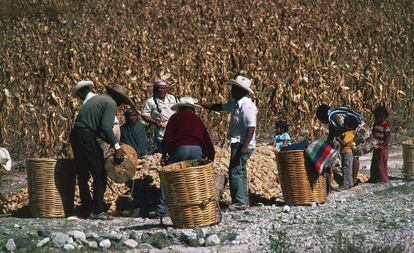 Agricultores de Oaxaca durante la cosecha.