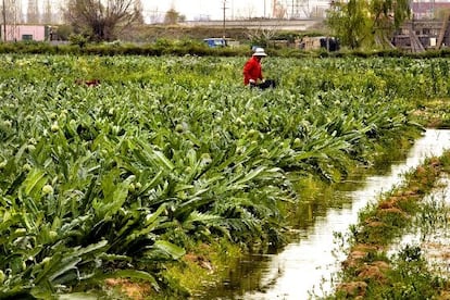 Persona no identificada cultivando alcachofas en el Parque Agrario. / JOAN SÁNCHEZ