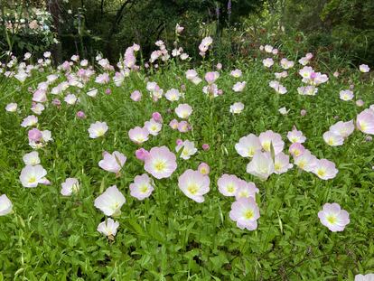 La delicada onagra rosada (Oneothera speciosa), blanca y rosa pastel, es ideal para salpicar parterres o borduras en un jardín lunar.