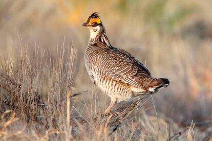 A lesser prairie chicken is seen amid the bird's annual mating ritual near Milnesand, N.M., on April 8, 2021