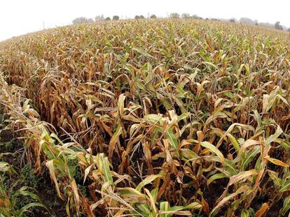 Un campo de ma&iacute;z en el Estado de Illinois, en Estados Unidos. 