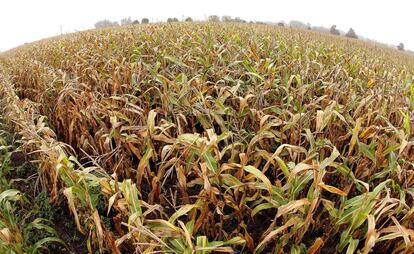 Un campo de ma&iacute;z en el Estado de Illinois, en Estados Unidos. 