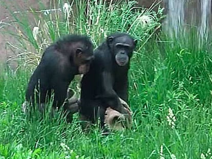 Las Chimp Sisters