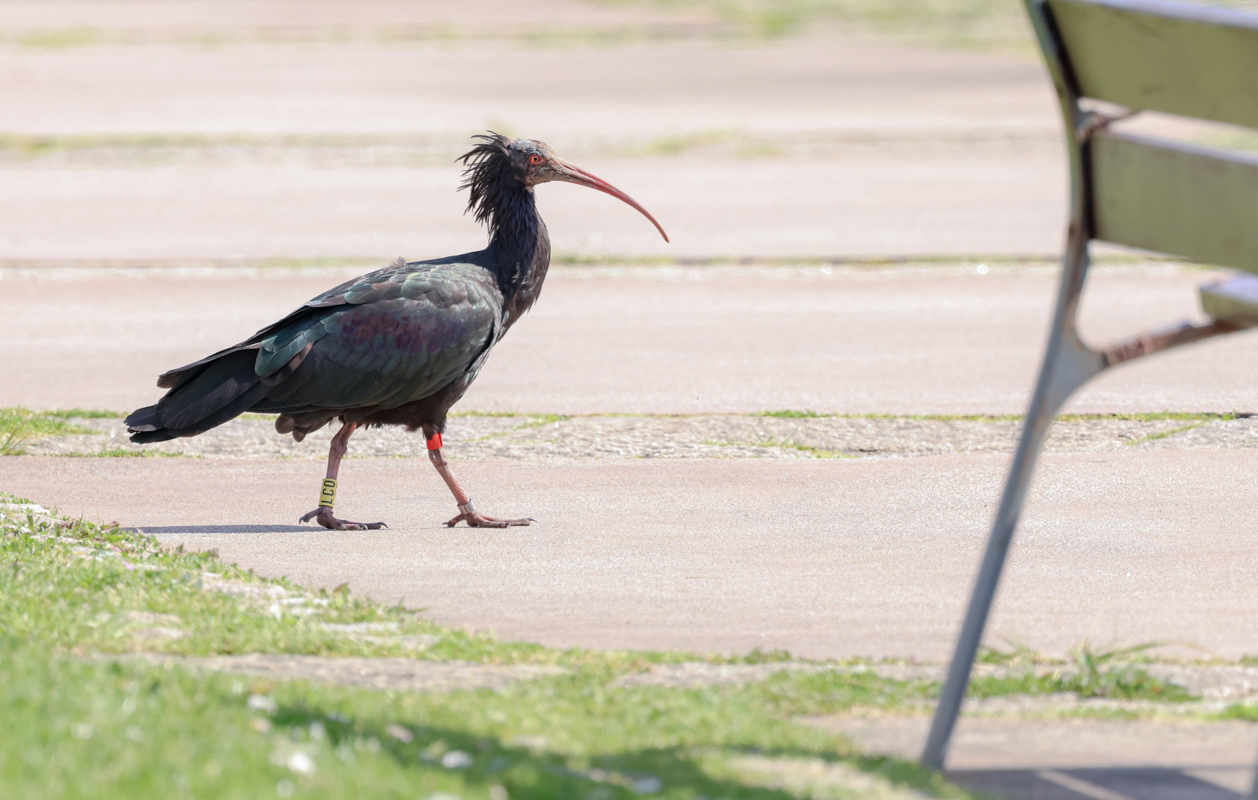 Cañailla, el ibis eremita viajero que voló de Cádiz a Galicia y pasa el día en rotondas y parques