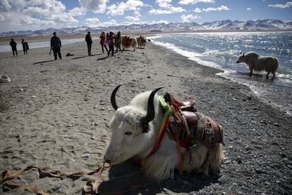 Tourist take pictures of Tibetan people and their yaks as they visit Namtso lake in the Tibet Autonomous Region, China November 18, 2015. Located four hours&#039; drive from Lhasa at an altitude of around 4,718m (15, 479 ft) above sea level, Namtso lake is not only the highest saltwater lake in the world but also considered sacred, attracting throngs of devotees and pilgrims. REUTERS/Damir Sagolj