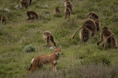 Uno de los lobos et&iacute;opes retratado en medio de una manada de geladas.