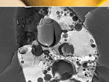 Protozoo observado con microscopio electrónico de barrido a bajas temperaturas en el ámbar de Peñacerrada. Abajo, fragmento con un insecto dentro.