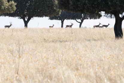 Ciervos, durante la berrea, en el parque nacional de Cabañeros, en una imagen de 2020.