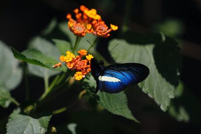 Una mariposa descansa sobre una flor Lantana en el Jardín Botánico de Cali.