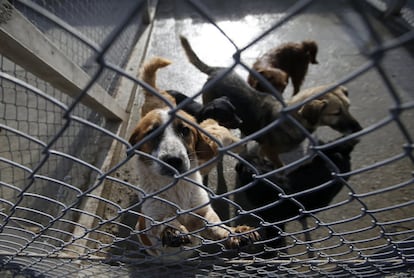 Perros acogidos en el refugio de la prisión.