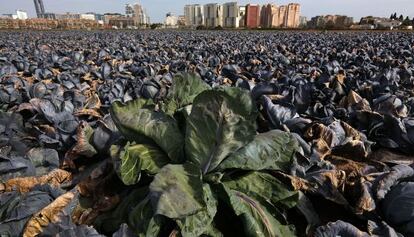 Campos cultivados en la partida de Dalt, en el barrio valenciano de Campanar. 