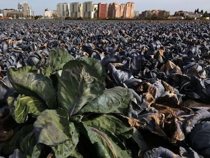 Campos cultivados en la partida de Dalt, en el barrio valenciano de Campanar. 