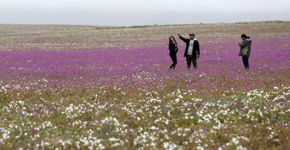 Unos visitantes sobre las flores del desierto chileno