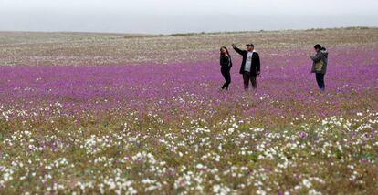 Uns visitantes sobre as flores do deserto chileno