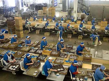 Trabajadoras de la empresa conservera Cortizo, en su factoría de Padrón.