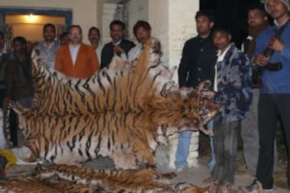 Miembros de la de la Sociedad Protectora de la Vida Silvestre de India controlan la medición de tres pieles de tigre en el norte de la India.