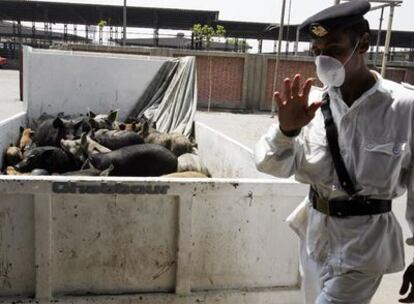 Un policía egipcio custodia unos cerdos que van a ser sacrificados.