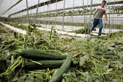 Un trabajador arranca la plantación de pepino de un invernadero en Las Norias (Almería), debido a la falta de venta del producto en los mercados provocada por la alerta sanitaria por pepinos registrada en Alemania.