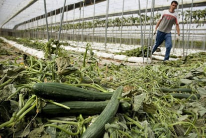 Un trabajador arranca la plantación de pepino de un invernadero en Las Norias (Almería), debido a la falta de venta del producto en los mercados provocada por la alerta sanitaria por pepinos registrada en Alemania.