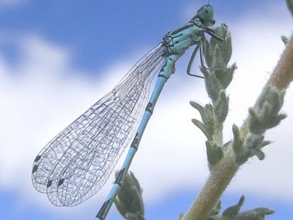 Macho de la libélula 'Coenagrion mercuriale' en el Parque del Sureste.