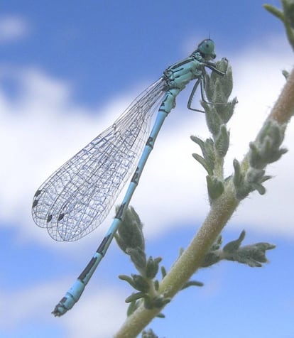 Macho de la libélula 'Coenagrion mercuriale' en el Parque del Sureste.