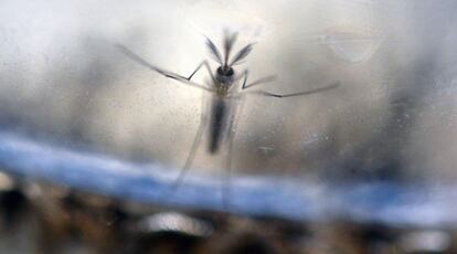 An ‘Aedes aegypti’ mosquito, pictured at a laboratory in San Salvador (El Salvador).