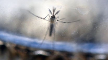 Un mosquito 'Aedes Aegypti' fotografiado en un laboratorio de San Salvador (El Salvador).