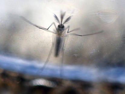 Un mosquito 'Aedes Aegypti' fotografiado en un laboratorio de San Salvador (El Salvador).
