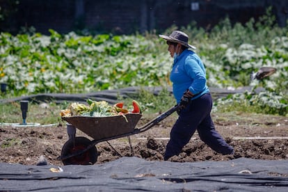 Una trabajadora del municipio de La Pintana traslada vegetales para la creación de compostaje.