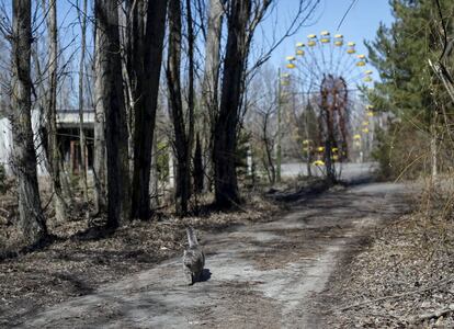 Um gato caminha pela cidade fantasma de Prípiat (Ucrânia), perto da usina nuclear de Chernobyl.