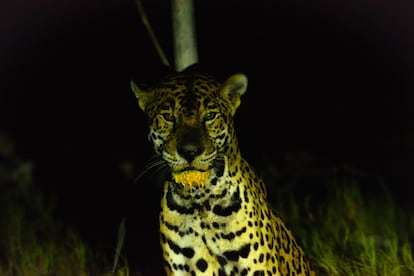 Un jaguar es fotografiado con yemas de huevos de tortuga en la boca. Durante la temporada en que no hay tortugas, los jaguares se alimentan de perros.