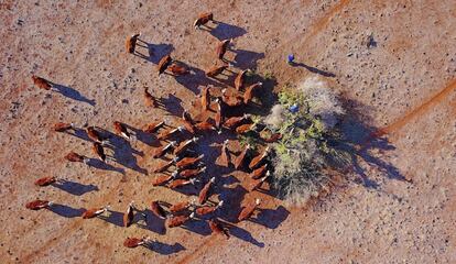 Ash Whitney corta ramas de un árbol para alimentar a su ganado en Gunnedah, Nueva Gales del Sur (Australia).