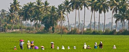 Campos de arroz en el Estado de Kerala, en el suroeste de India, zona que se promociona este año en Fitur.