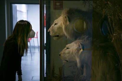 Una mujer observa el escaparte con los leones.