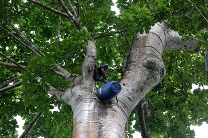 Las guacamayas verdes anidan en los árboles. No tienen la habilidad de taladrar y dependen de cavidades naturales, que las hay cuando los troncos están prácticamente podridos, algo que complica y limita su reproducción. En la imagen, Juan Camaño, de la ONG Adopta, instala un nido artificial en un árbol en La Marea, el 14 de agosto de 2022.