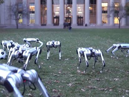 El futuro de las mascotas robóticas ya está aquí: así juegan juntas en el parque