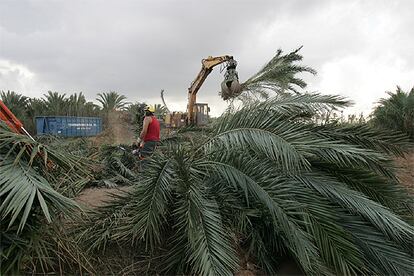 Corte de palmeras en Daimés, pedanía de Elche, para impedir la extensión de la plaga.