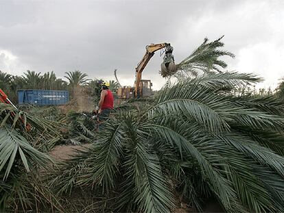 Corte de palmeras en Daimés, pedanía de Elche, para impedir la extensión de la plaga.