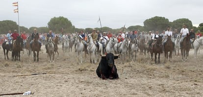 Toro de la Vega de Tordesillas