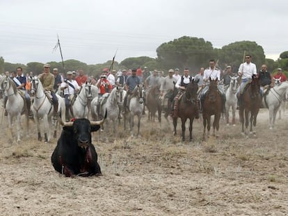 Toro de la Vega de Tordesillas